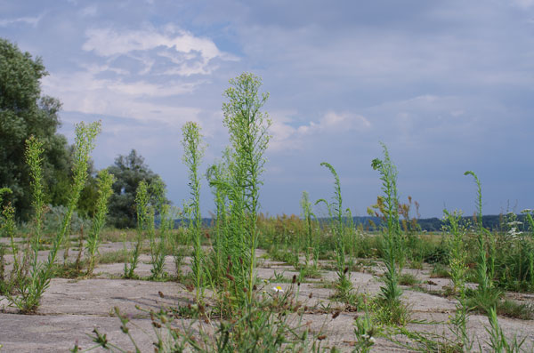 Weg Oderweg