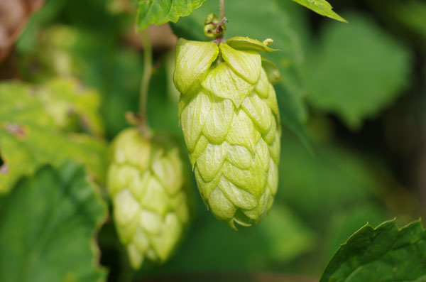 Hopfen