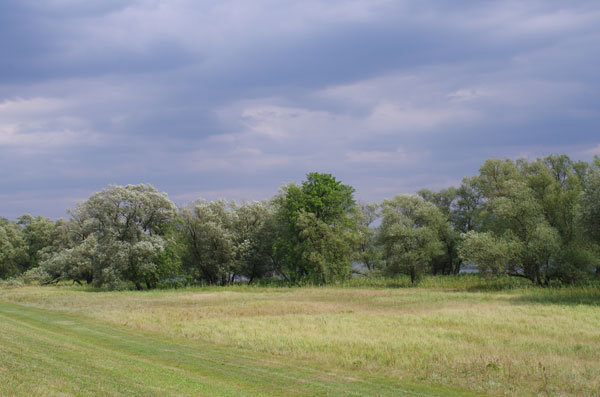 Schwarzpappeln