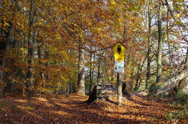 Waldweg