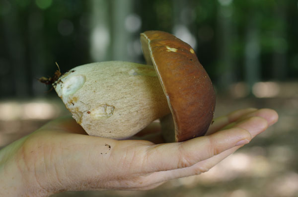 Steinpilz