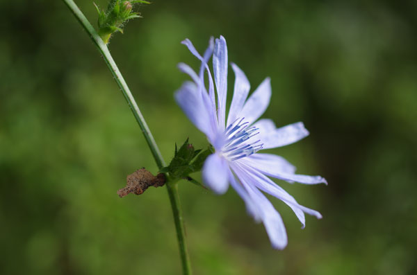 Blume